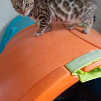 Cucciola di Bengala con pedigree