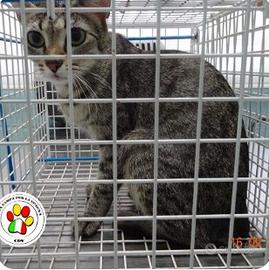 Femmina 2 anni circa