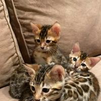 Bengal brown spotted