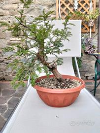Pre Bonsai di tasso