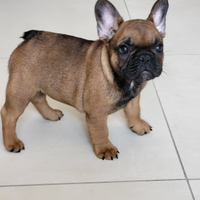 Maschio bouledogue francese cucciolo