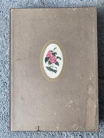 “Il Giardino delle Camelie” tavole acquarello