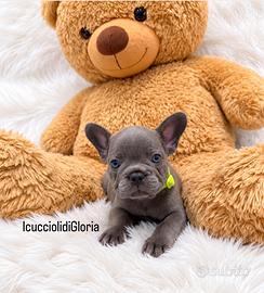 Bulldog francese lilac occhi azzurri
