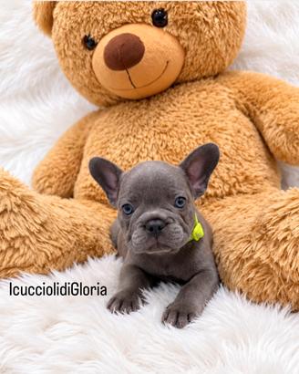 Bulldog francese lilac occhi azzurri