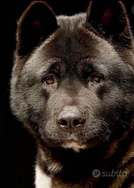 Akita Americano