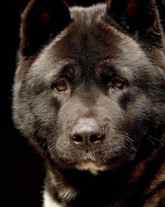 Akita Americano