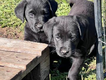 Cuccioli di Labrador Retriever neri
