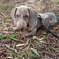 Bassotto Arlecchino per monta