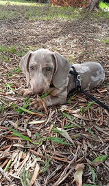 Bassotto Arlecchino per monta