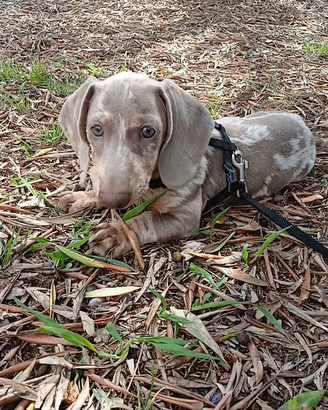 Bassotto Arlecchino per monta