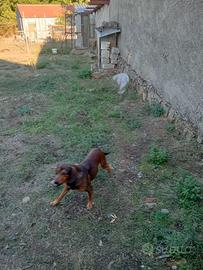 Cane limiere  Dachsbracke 4 anni su cinghiale