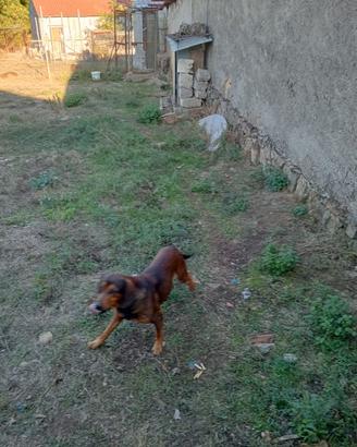 Cane limiere  Dachsbracke 4 anni su cinghiale