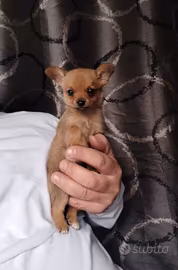 Spitz chihuahua mini cucciole