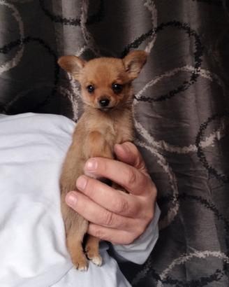 Spitz chihuahua mini cucciole