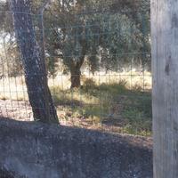Albero di ulivo secolare