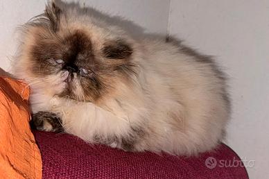 Molly gatta persiana