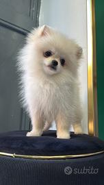 Spitz Pomerania toy
