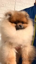 Pomerania