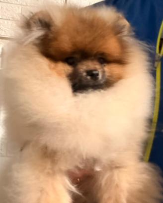 Pomerania