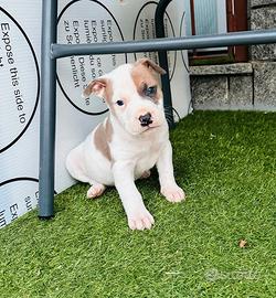 Pitbull