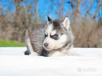 Cucciolo di Siberian Husky
