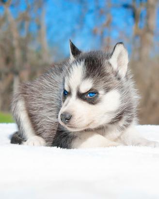 Cucciolo di Siberian Husky