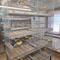 batteria gabbie borgovit 