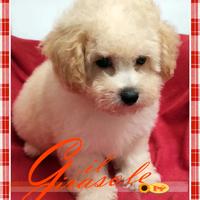 Cuccioli di MALTIPOO