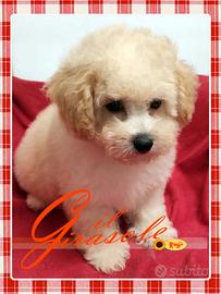 Cuccioli di MALTIPOO