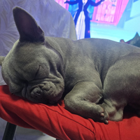 Bulldog francese Maschio da monta