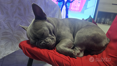 Bulldog francese Maschio da monta