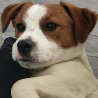 Jack Russel Terrier maschio per accoppiamento
