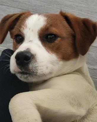 Jack Russel Terrier maschio per accoppiamento