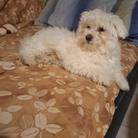 Cagnolino Maltese 3 mesi
