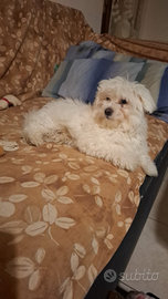 Cagnolino Maltese 3 mesi