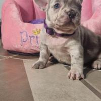 Bulldog Francese M