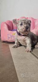 Bulldog Francese M