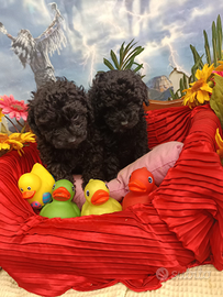 Barboncini Ricciolini Colore Nero Black