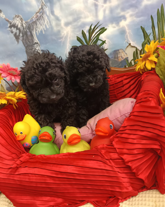 Barboncini Ricciolini Colore Nero Black