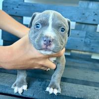 American Bully Pocket