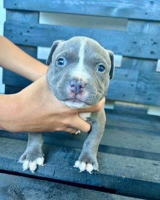 American Bully Pocket