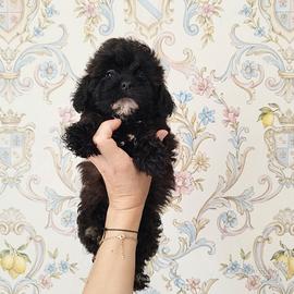Maltipoo coreano mini Toy maltese/barboncino