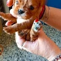 Cuccioli di cavalier king