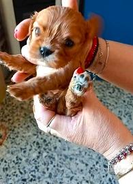 Cuccioli di cavalier king