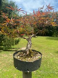 Bonsai