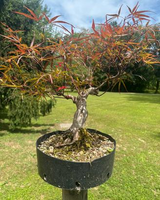 Bonsai