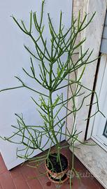 Euphorbia Tirucalli in vaso di coccio