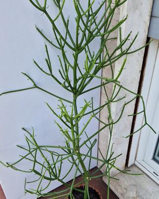 Euphorbia Tirucalli in vaso di coccio