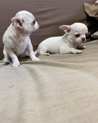 Meravigliosi cuccioli di chiuaua miny maschietti