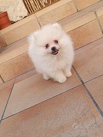 Pomerania mini toy